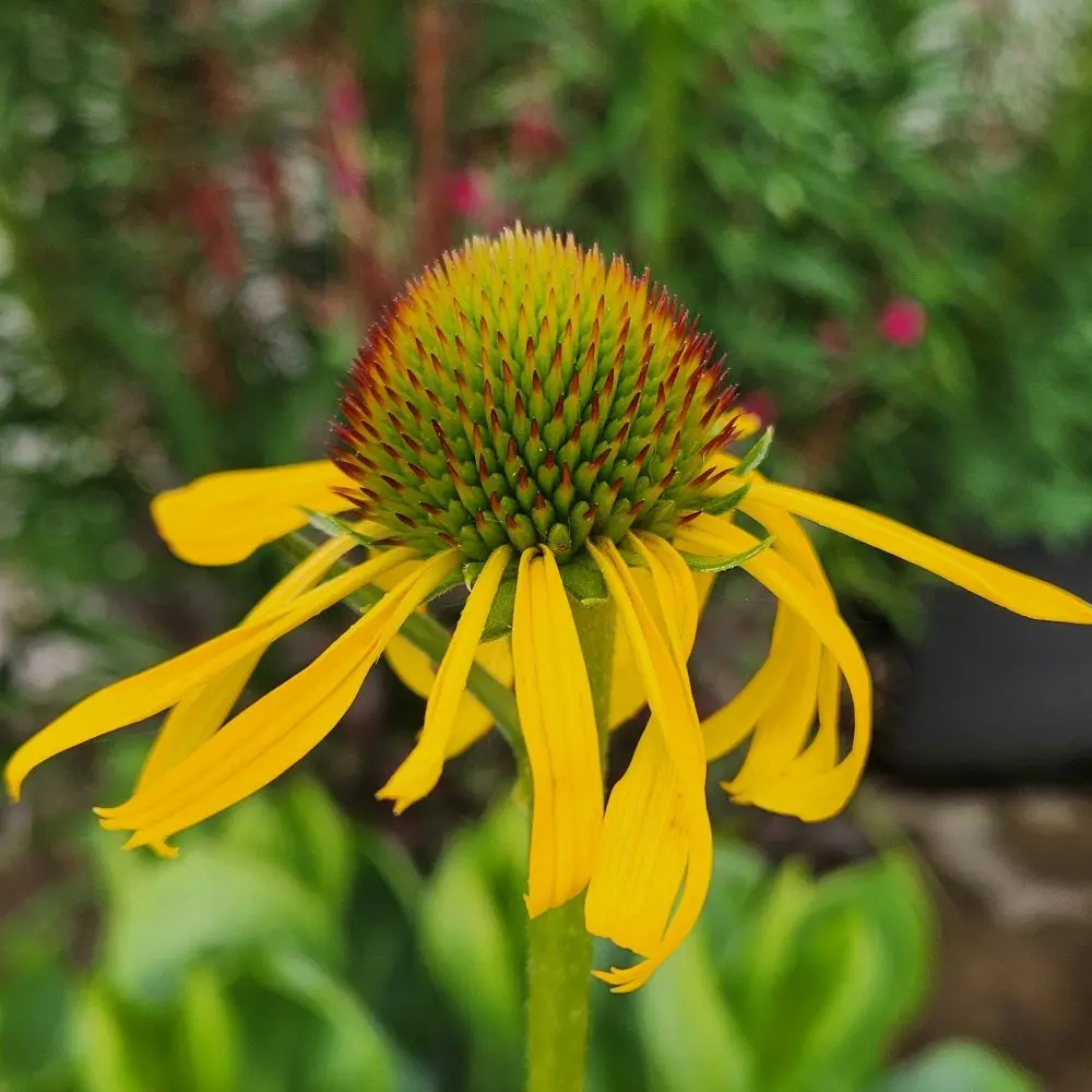 Echinacea paradoxa var paradoxa