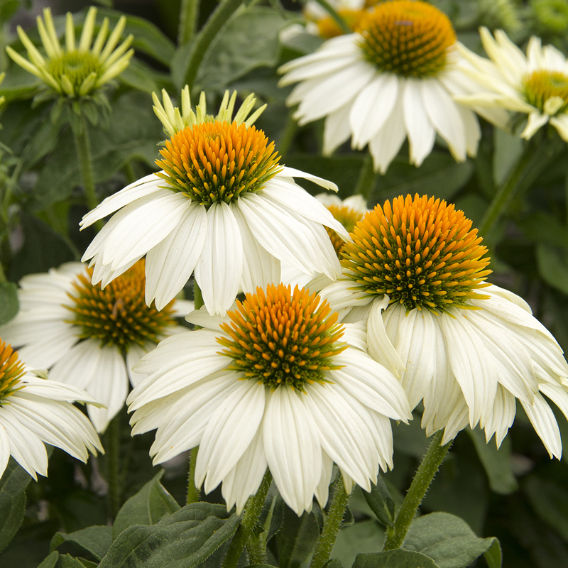 Echinacea purpurea Alba - White Swan