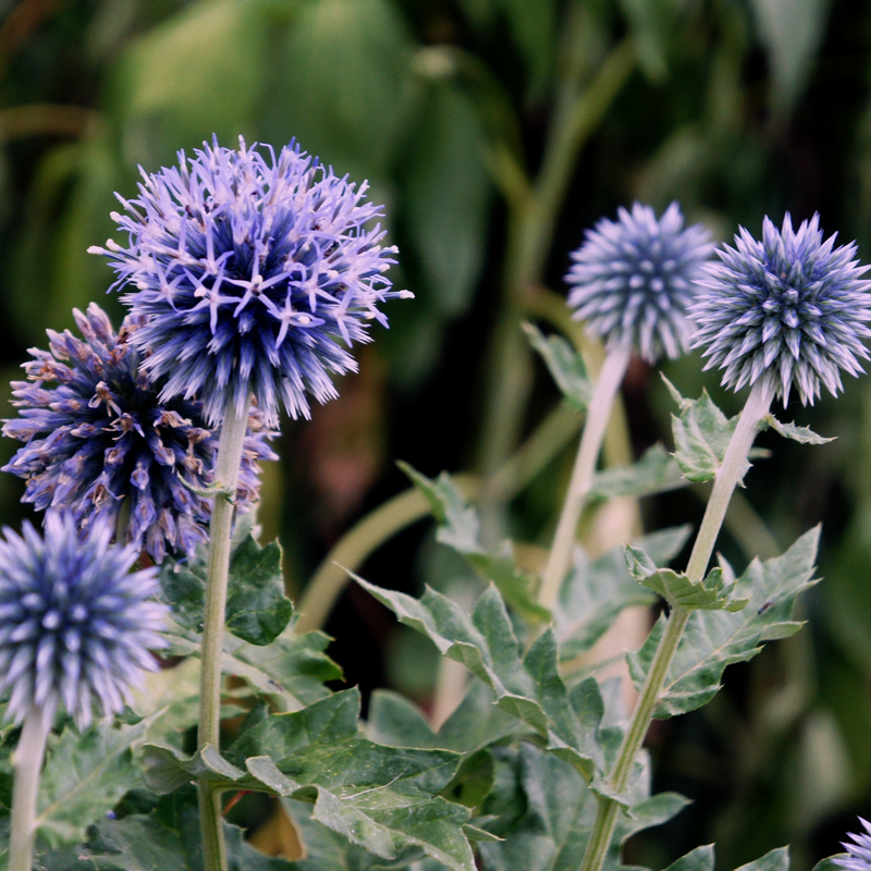 Echinops ritro - Violet Globe Thistle