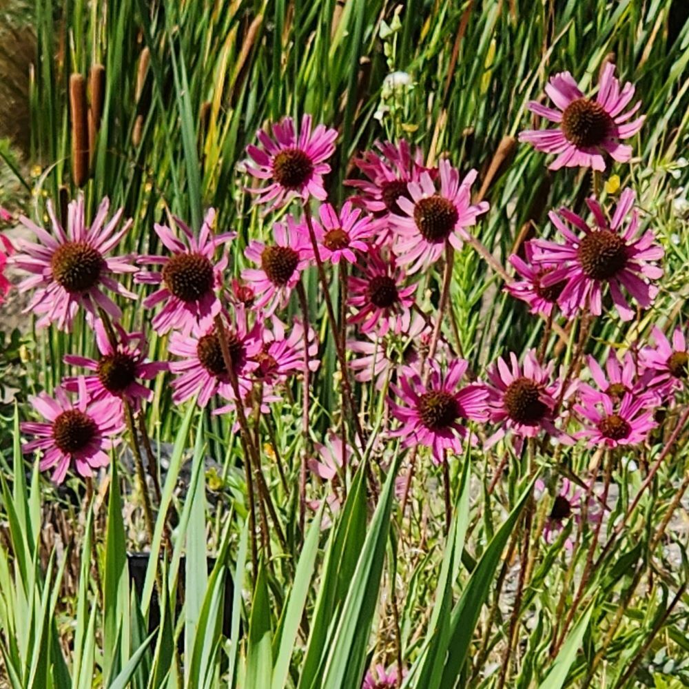 Echinacea tennesseensis 'Rocky Top Hybrids'