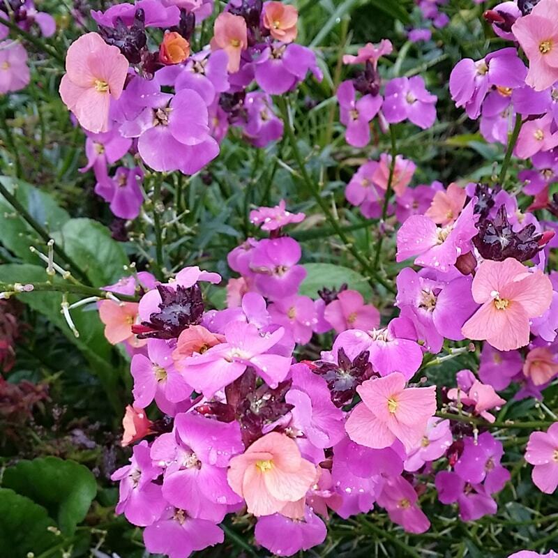 Erysimum mutabile 'Canary Islands Wallflower'