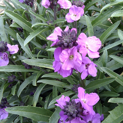 Erysimum mutable - Winter Joy