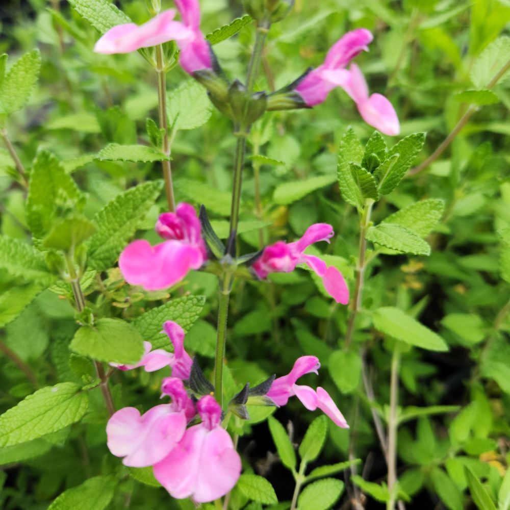 Salvia 'Merrilyn'