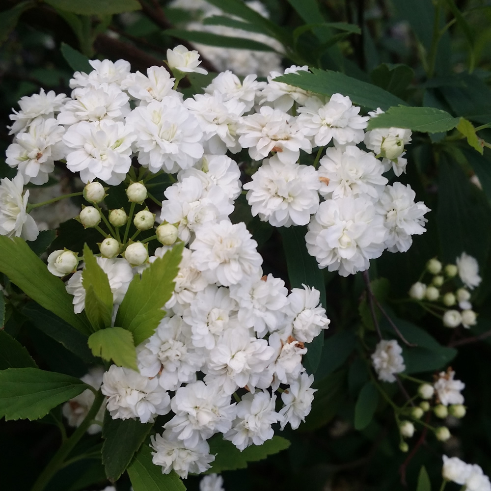 Spiraea cantoniensis - 'Flore Pleno' Double Flowered May Bush