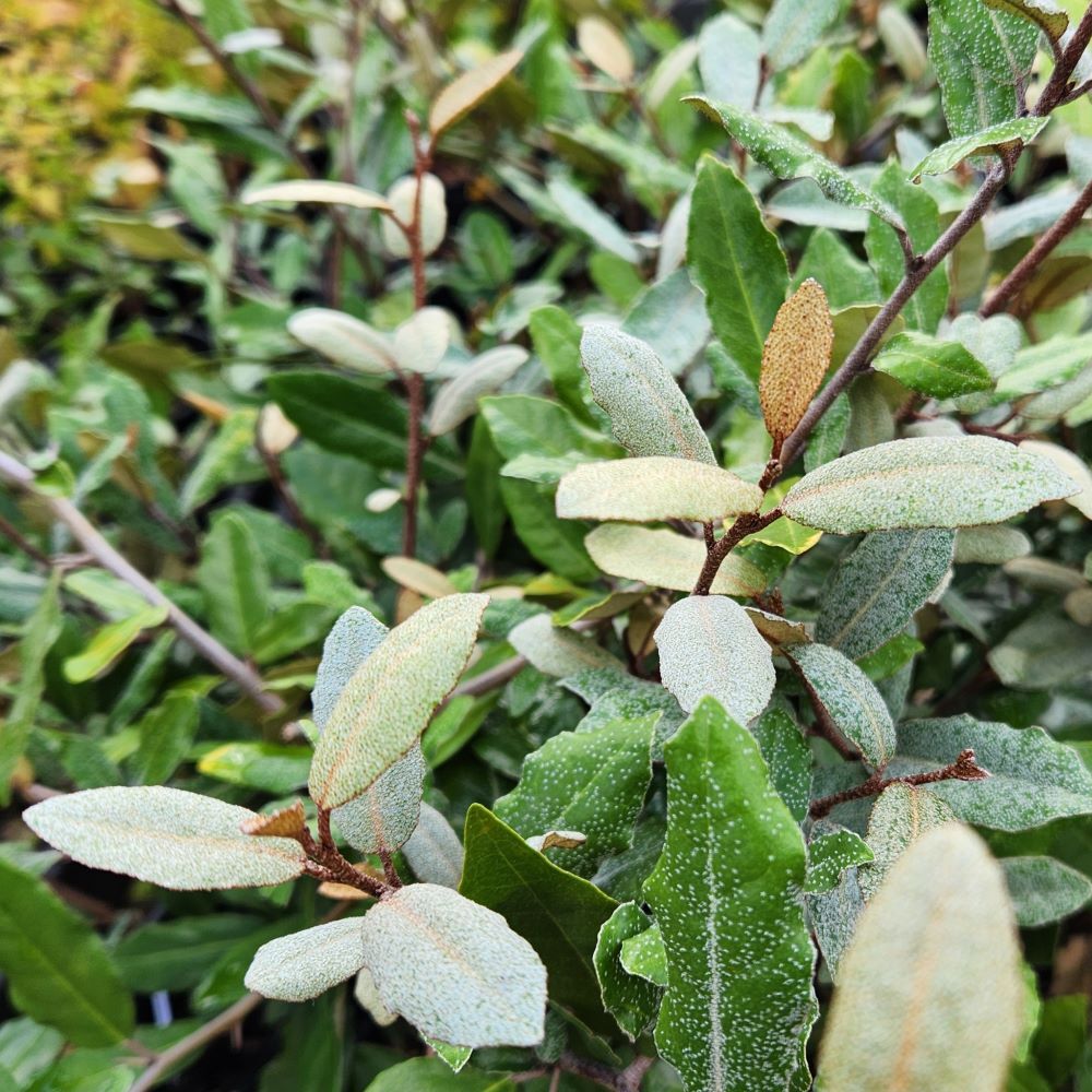 Eleagnus pungens