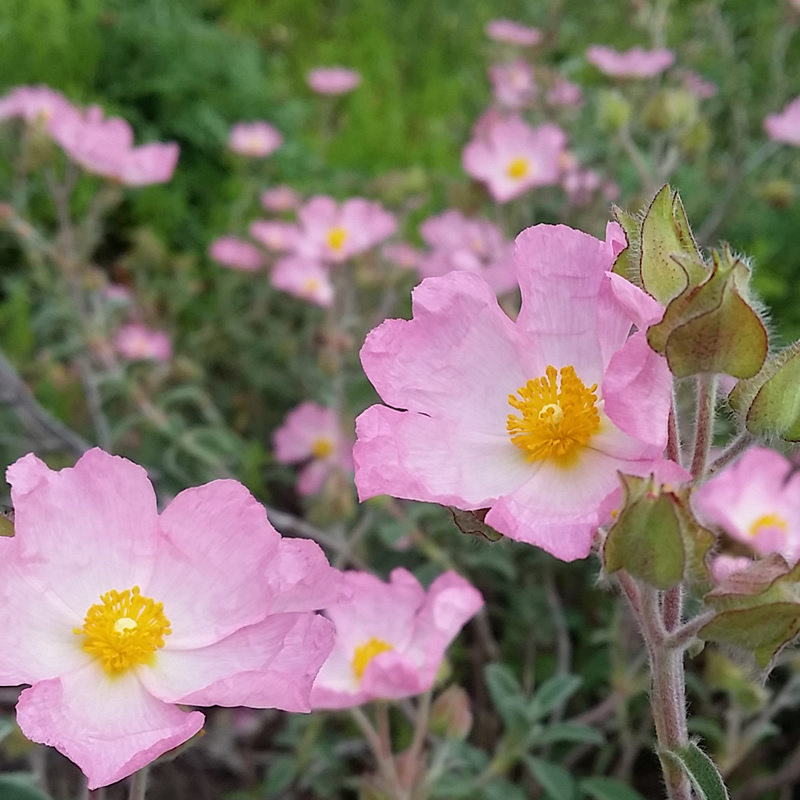 Cistus - Grayswood Pink