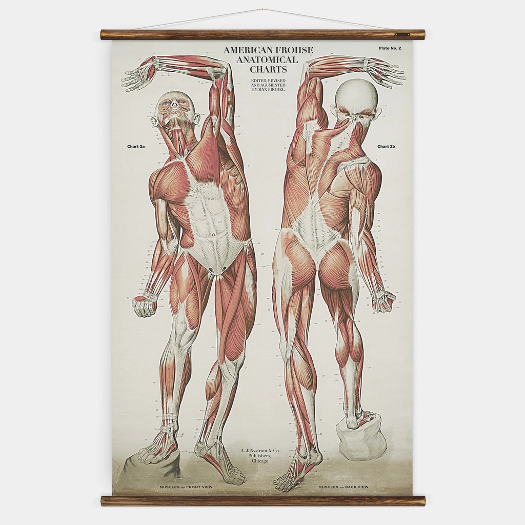 Frohse Plate NO. 2 Wall Chart