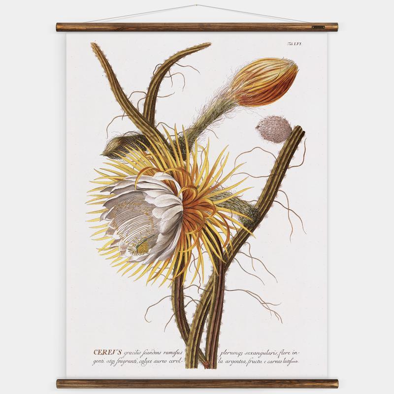 Trew Cereus