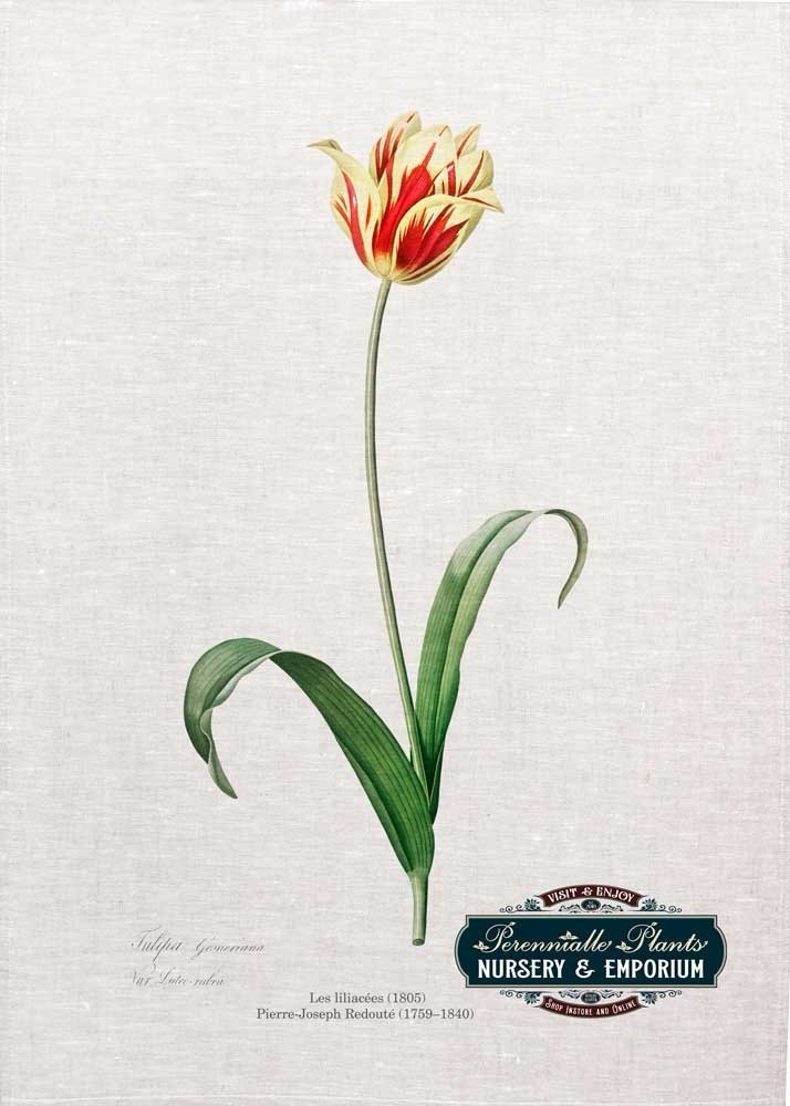 'Tulipa Gesneriana' Linen Tea Towel