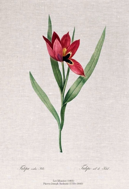 'Tulipa Oculus Solis' Linen Tea Towel
