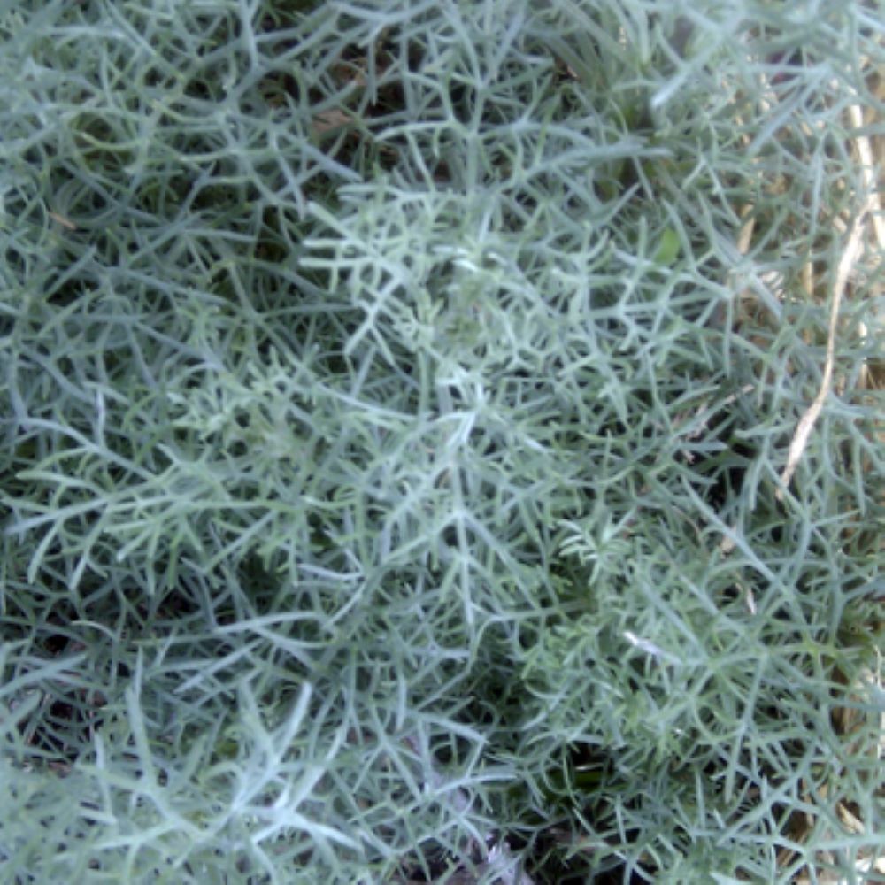 Artemisia alba 'Canescens'