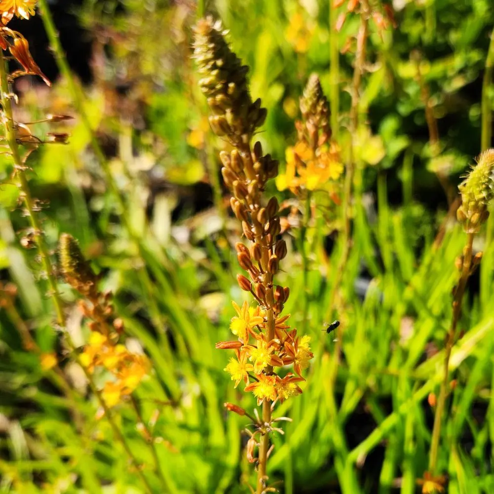 Bulbine frutescens 'Avera Sunset Orange'
