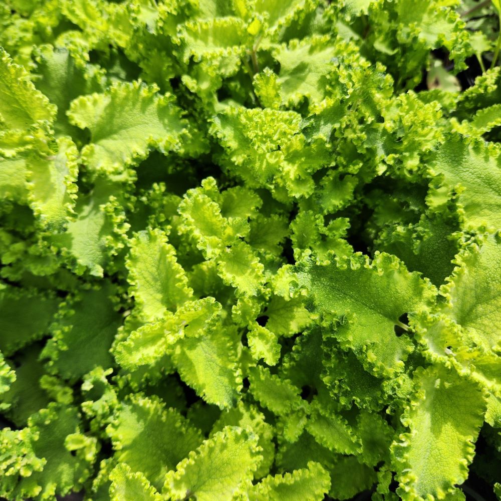 Teucrium scorodonia 'Crispum Marginatum' - Curly Wood Sage