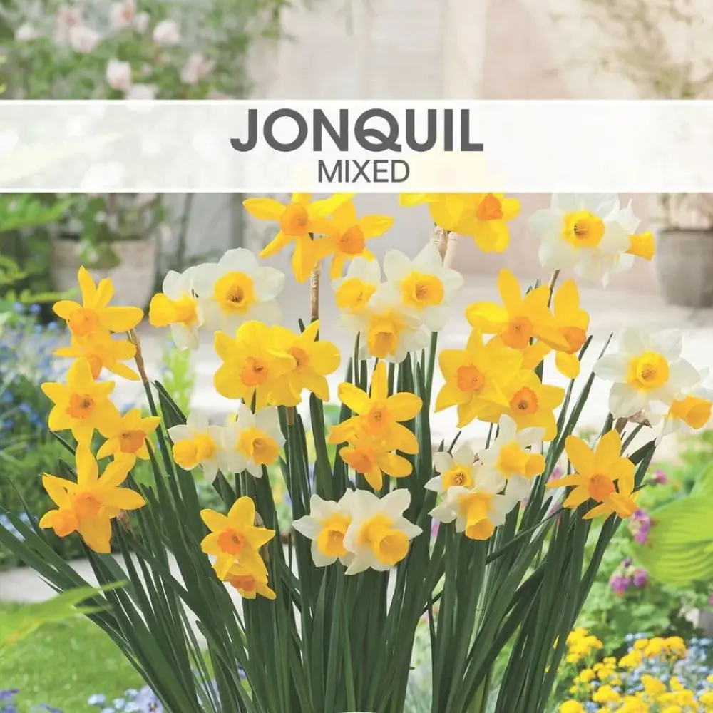 Jonquil Mixed Shades