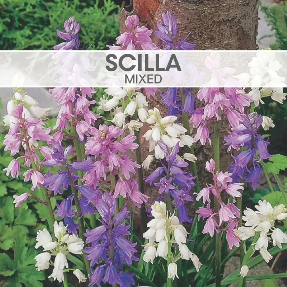 Scilla Mixed