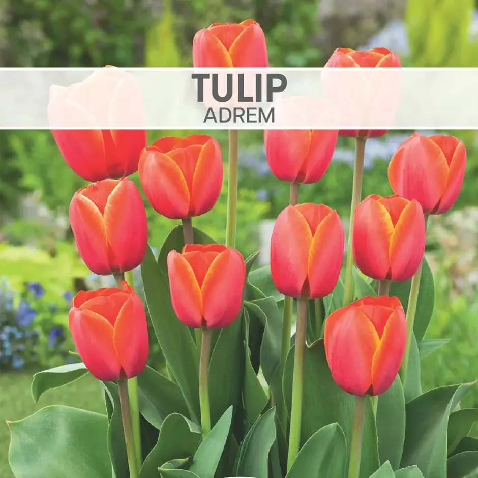 Tulip Ad Rem