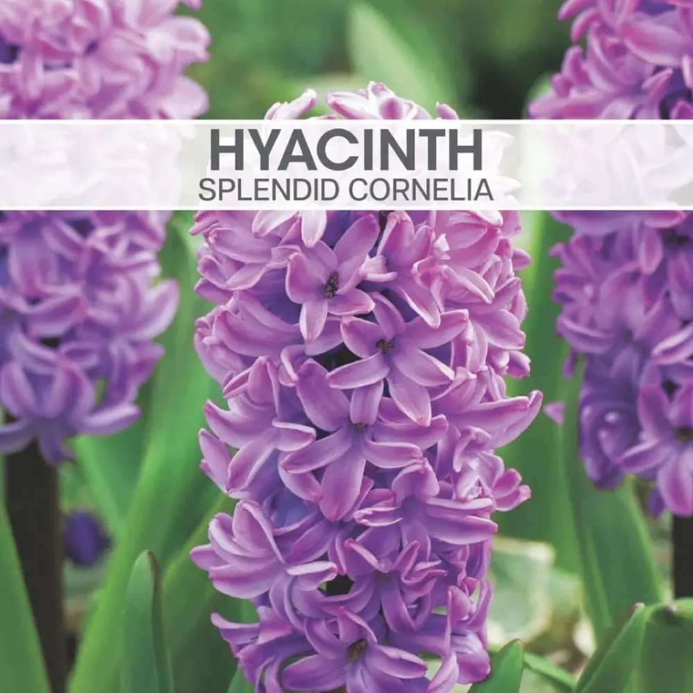 Hyacinth Splendid Cornelia