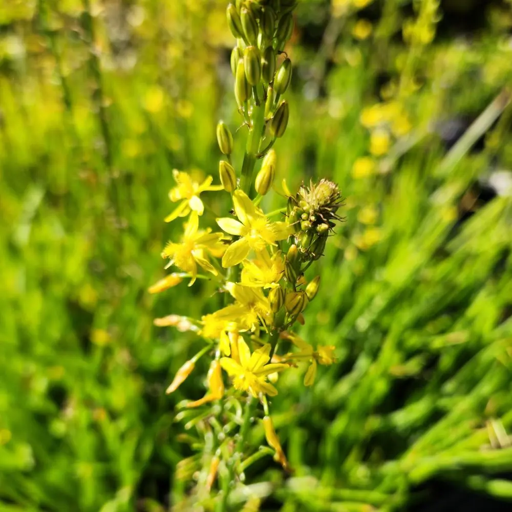 Bulbine frutescens 'Avera Sunset Yellow'