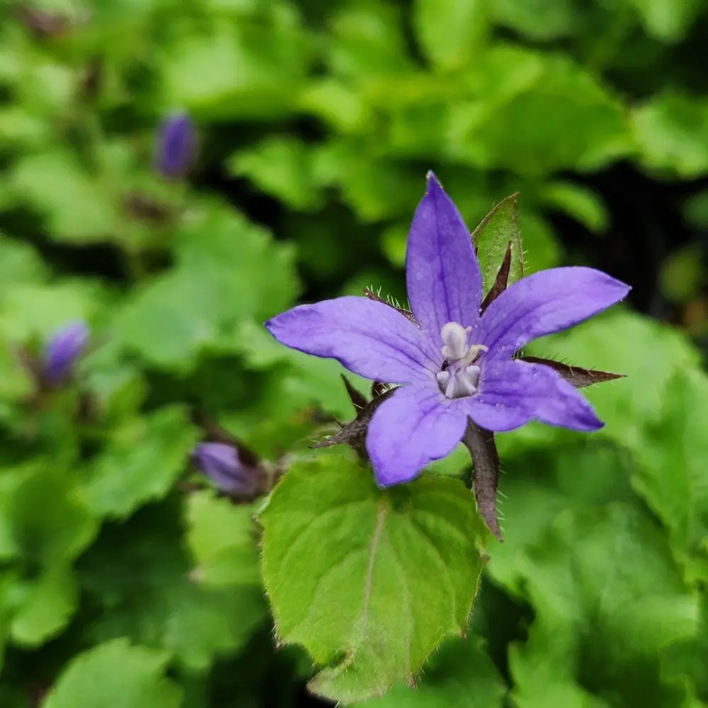 Campanula poscharskyana - Serbian Bellflower