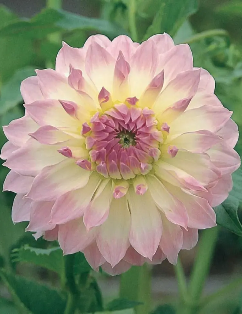 Anne's Delight Dahlia Bulbs