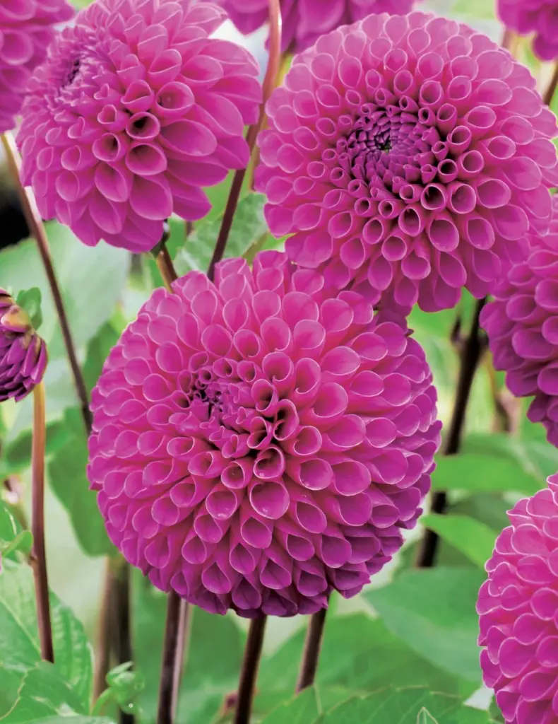 Barbarry Bonafide Dahlia Bulbs