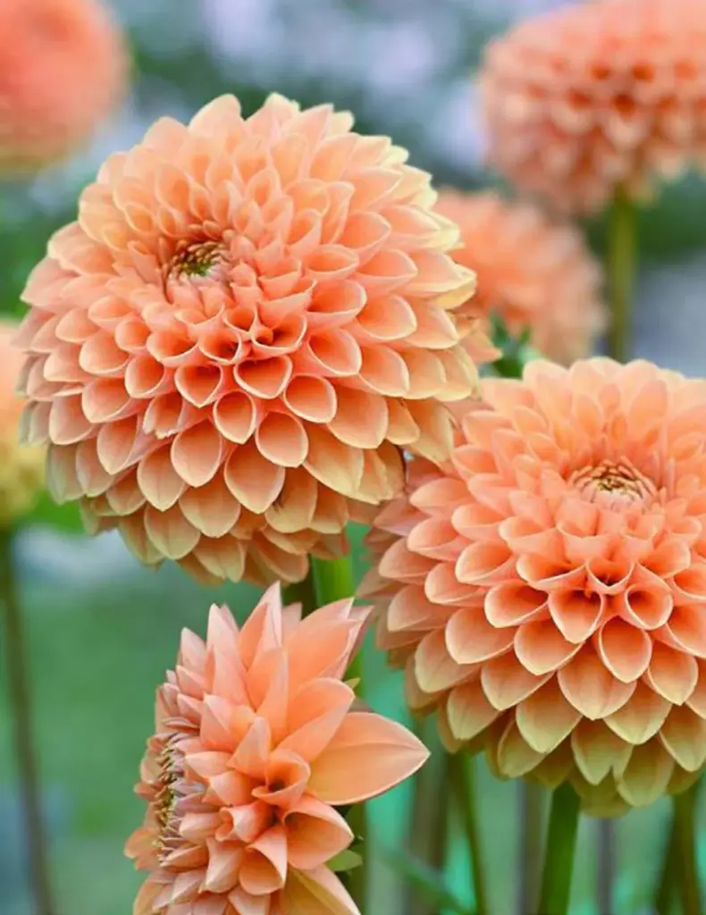 Bracken Palomino Dahlia Plant 