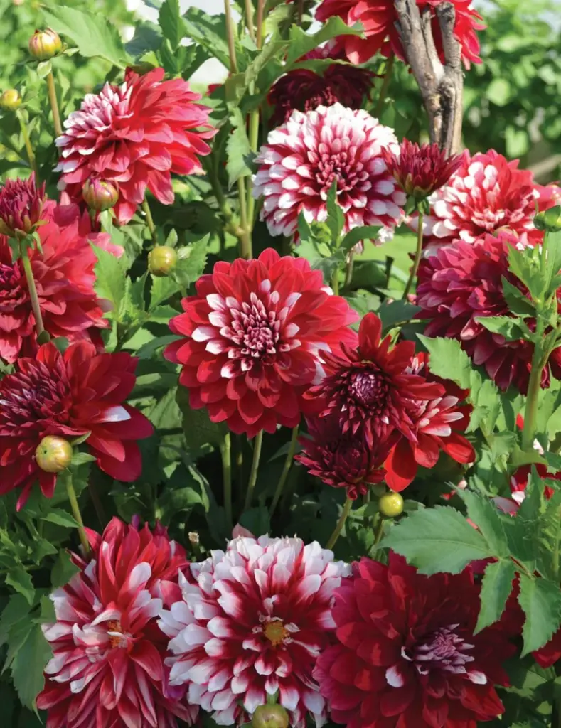 Christmas Cheer Dahlia Bulb