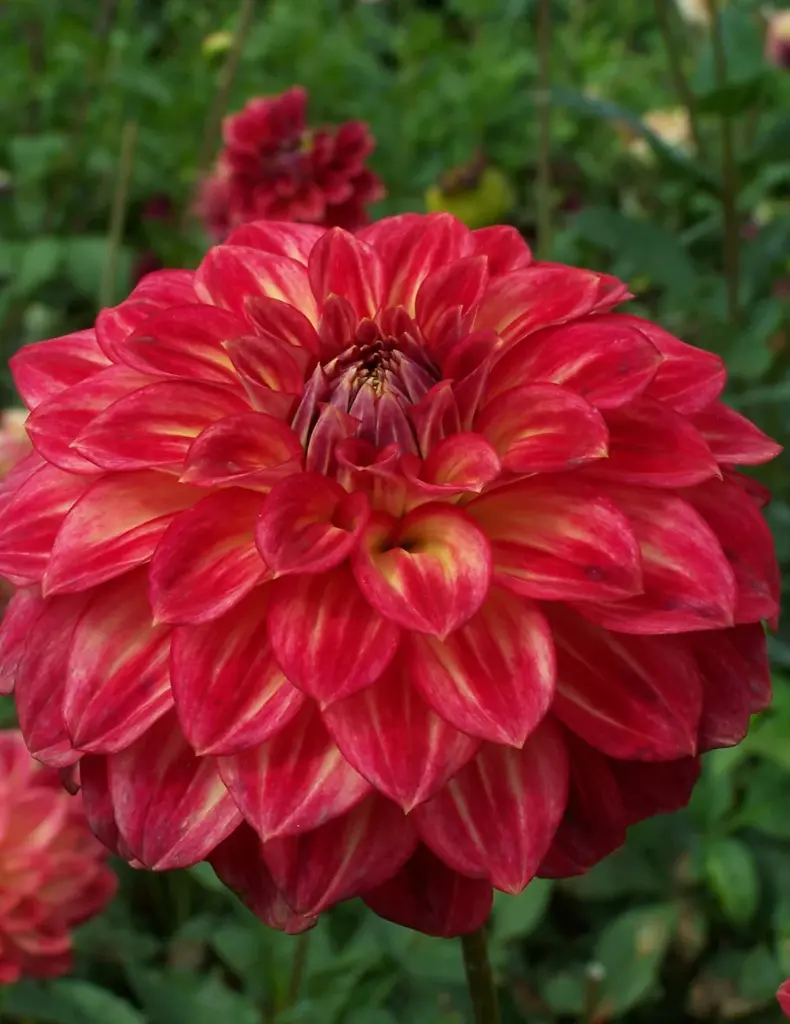 Ciska Dahlia Bulbs