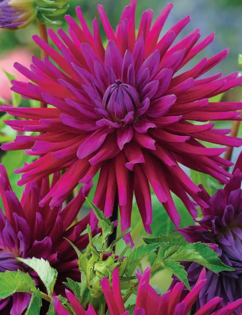 Desert Gem Dahlia Plant