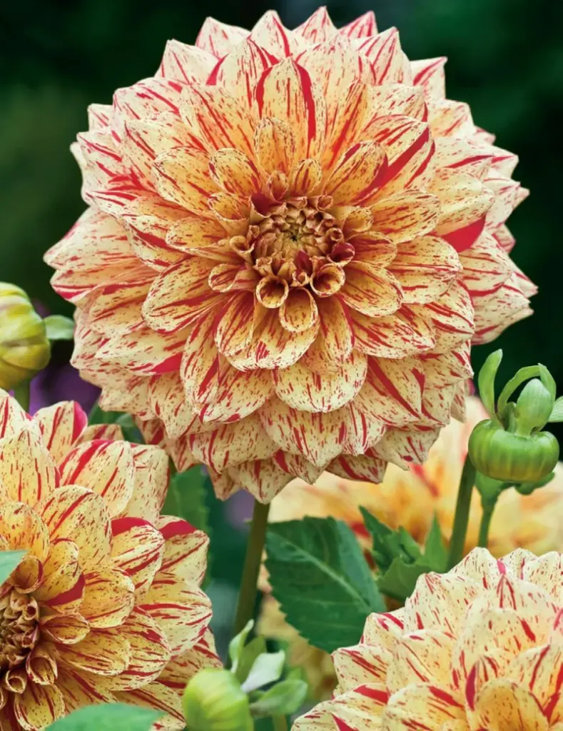 Freckles Dahlia Bulbs
