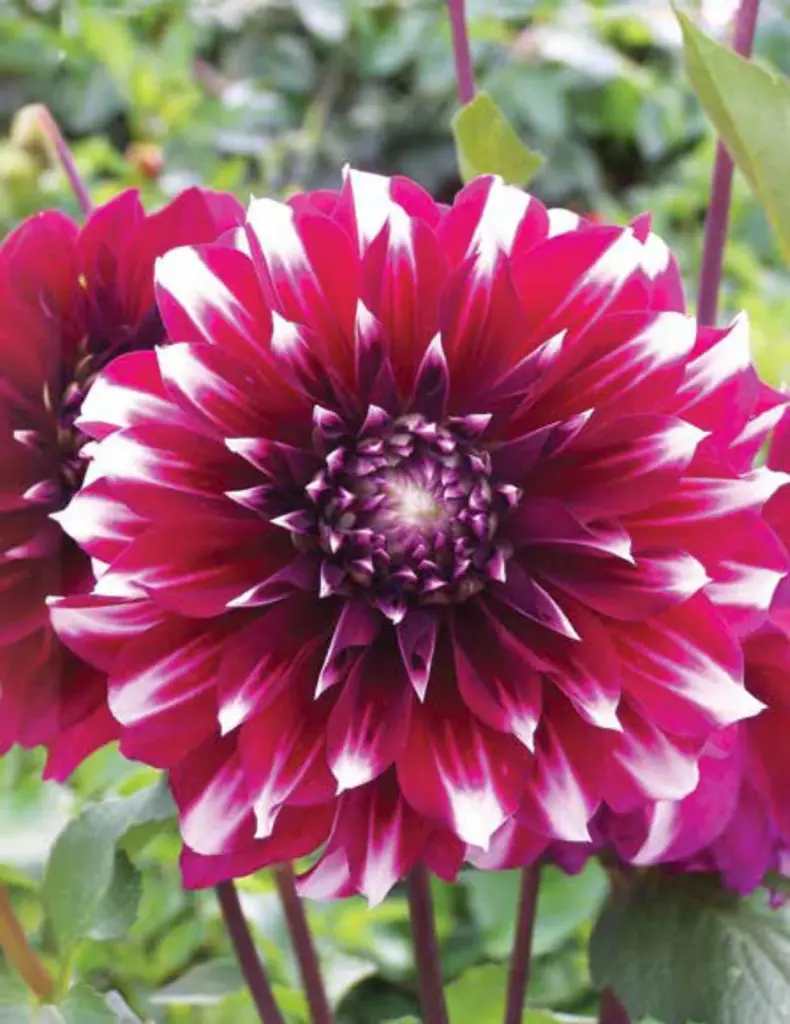 Helena Dahlia Bulbs