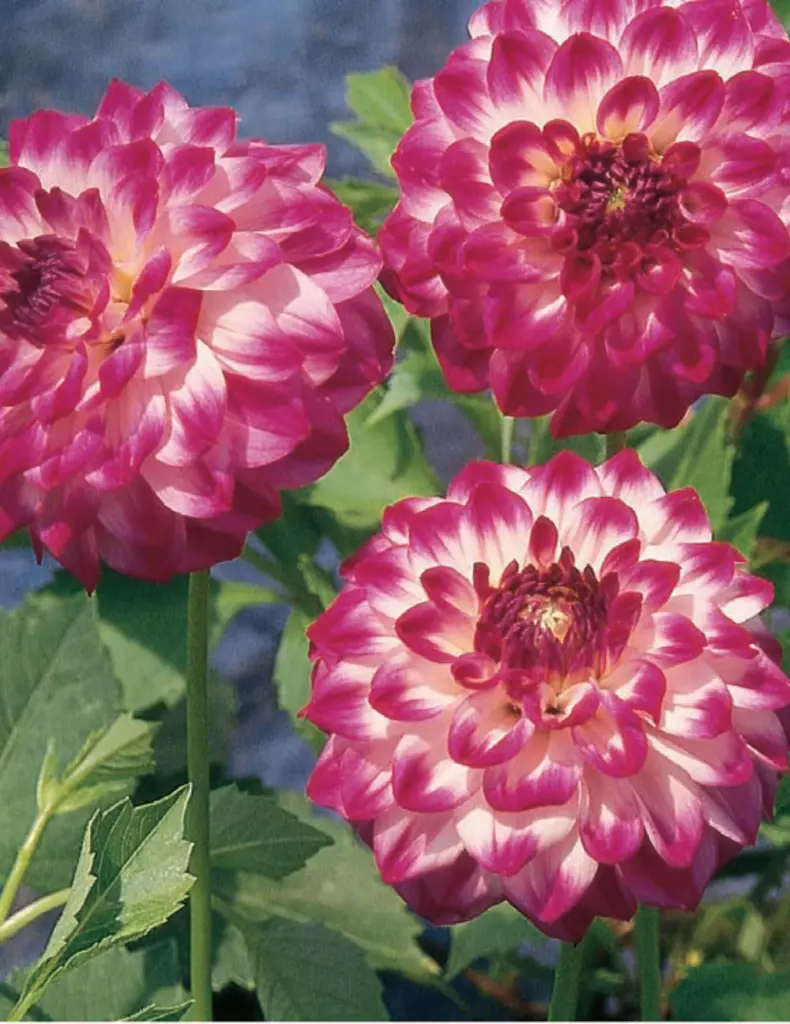 Gambier Jane Dahlia Bulbs