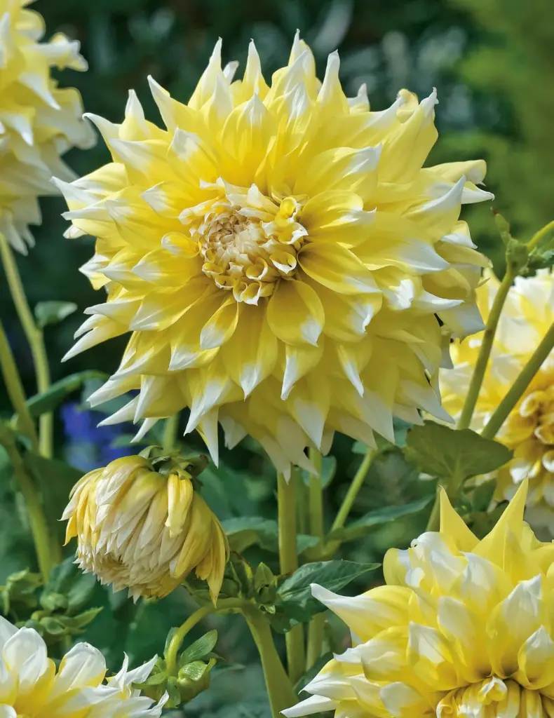 Giant Lemon Snow Dahlia Bulbs