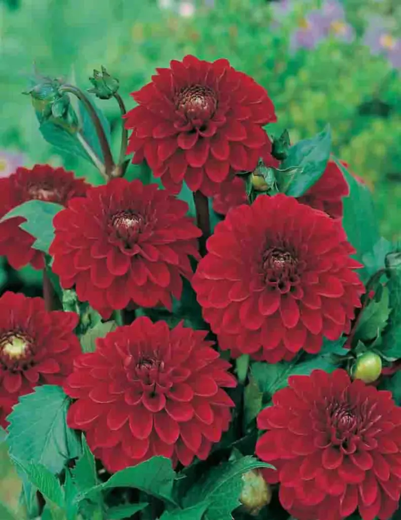 Inferno Dahlia Bulbs