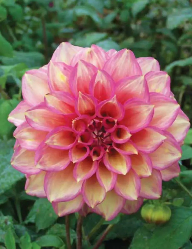 Juliette Dahlia Bulbs