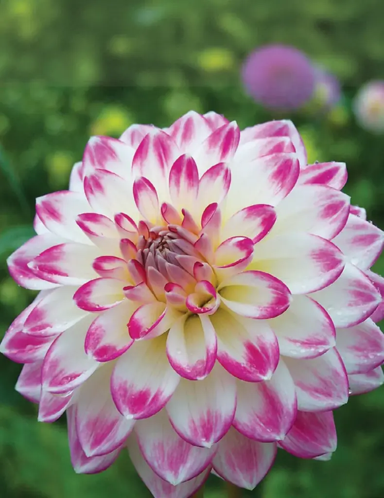 Lollipop Dahlia Bulbs