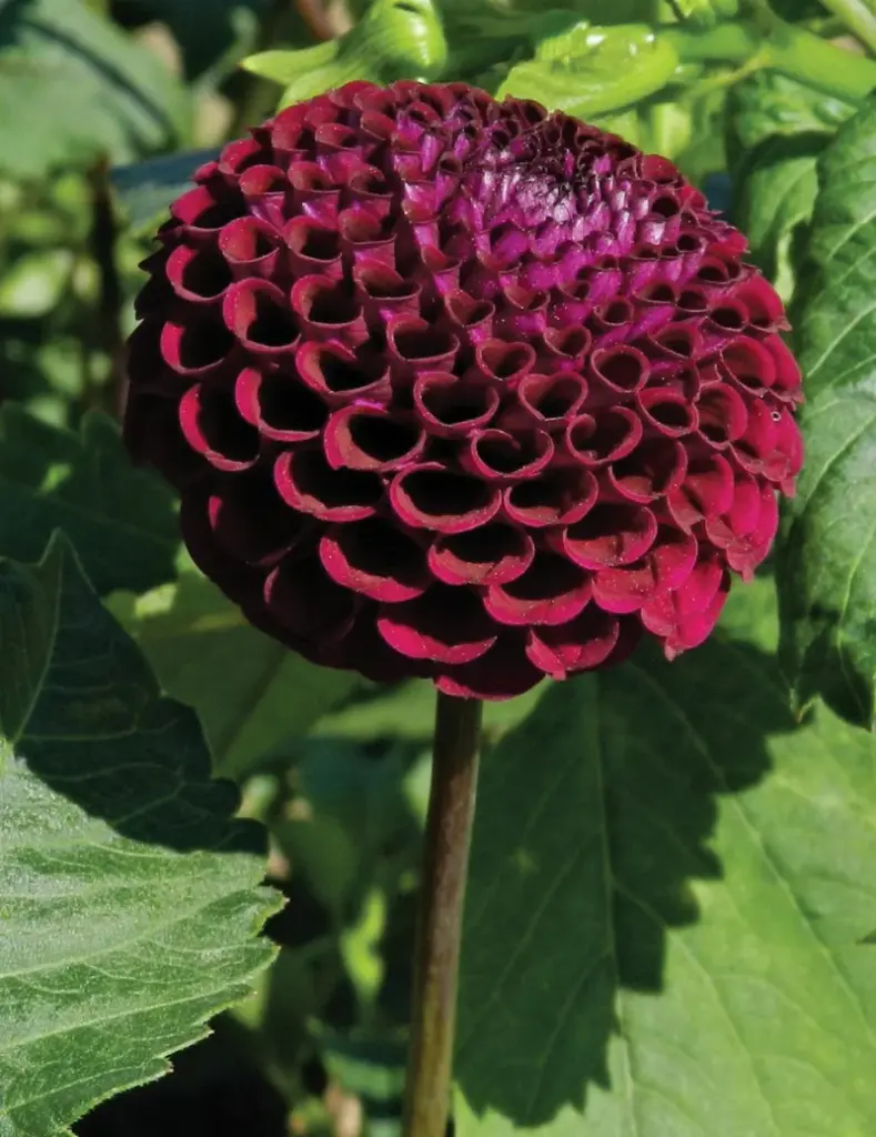 Moorplace Dahlia Bulb