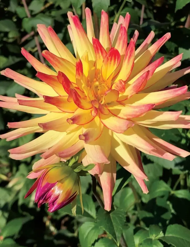 Mountain Aurora Dahlia Plant