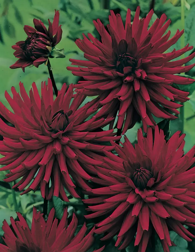 Mrs Rees Dahlia Bulb