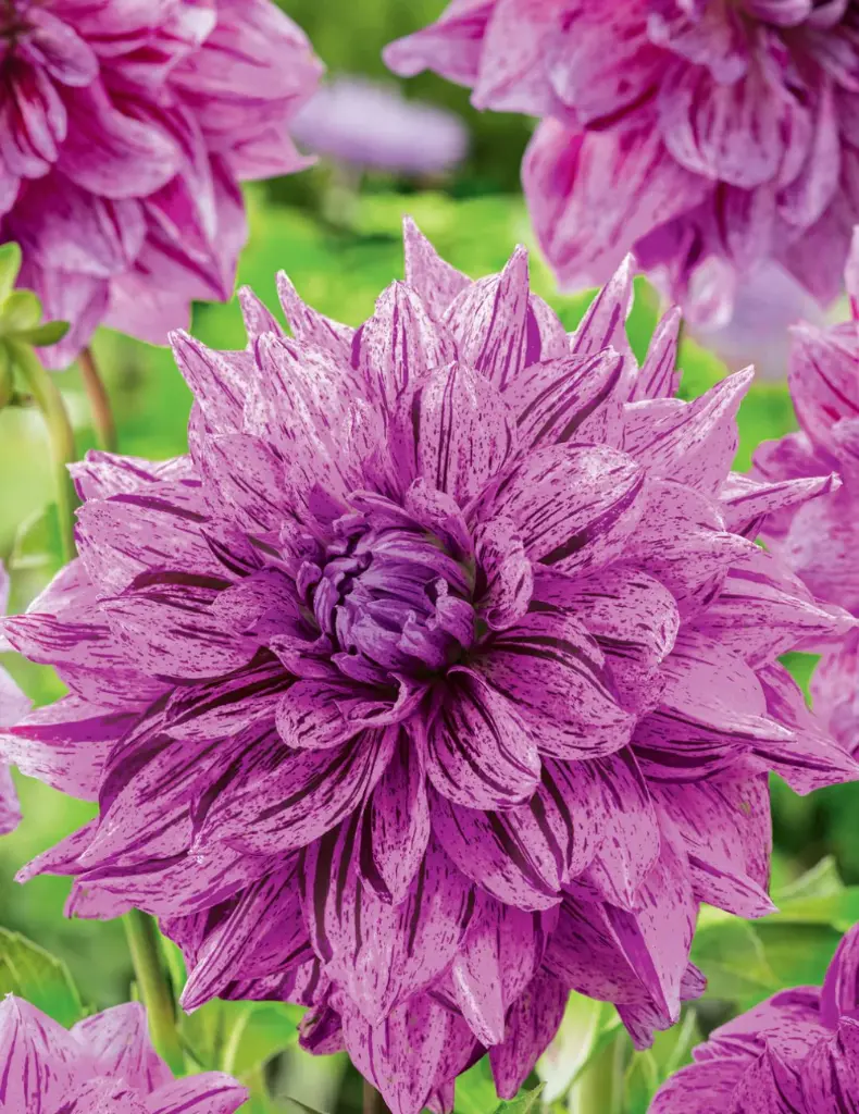 Samoan Prince Dahlia Bulb