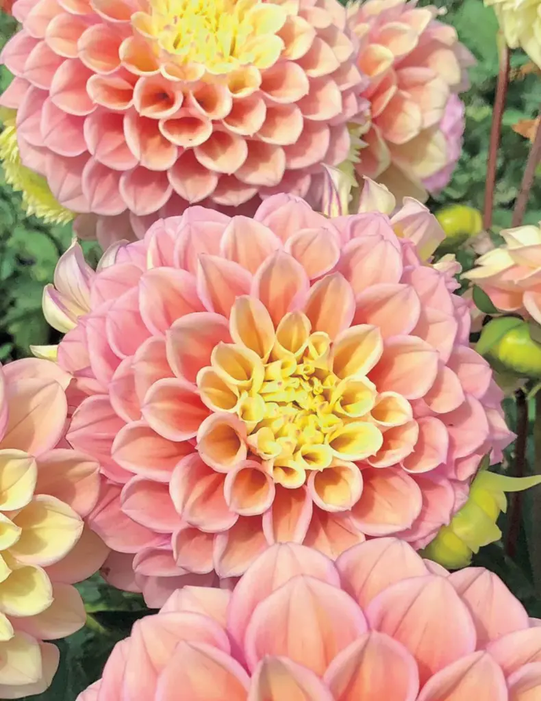 Sugartown Sunrise Dahlia Bulb