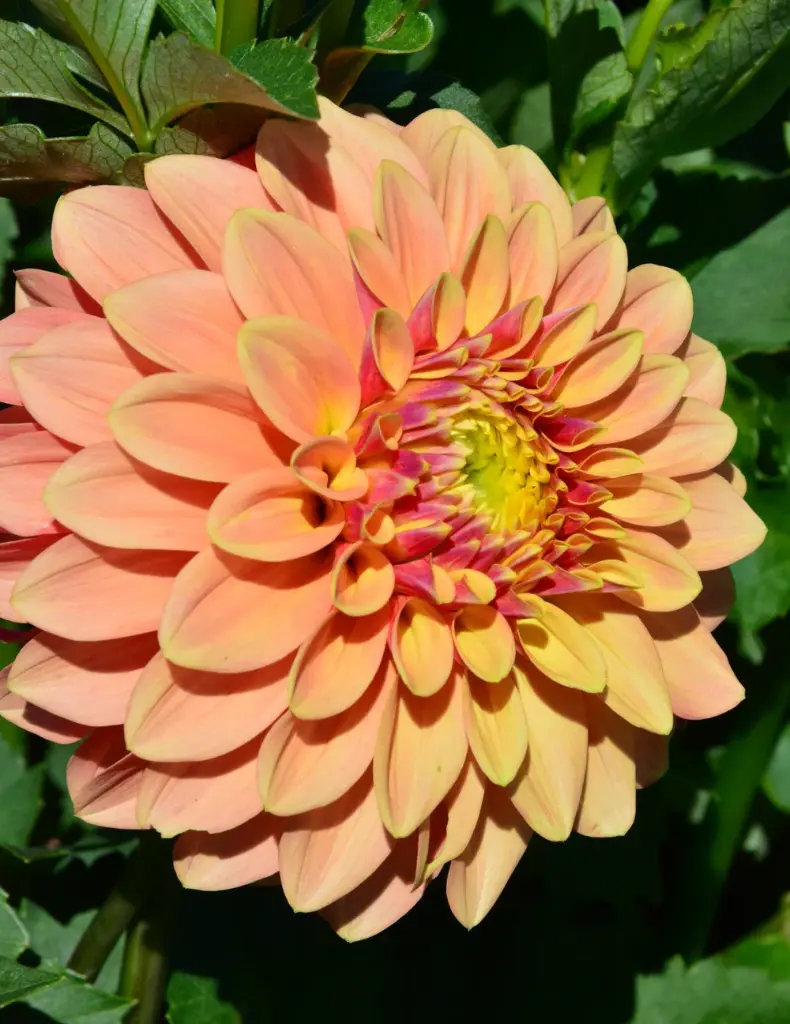 Sunset Dahlia Bulb