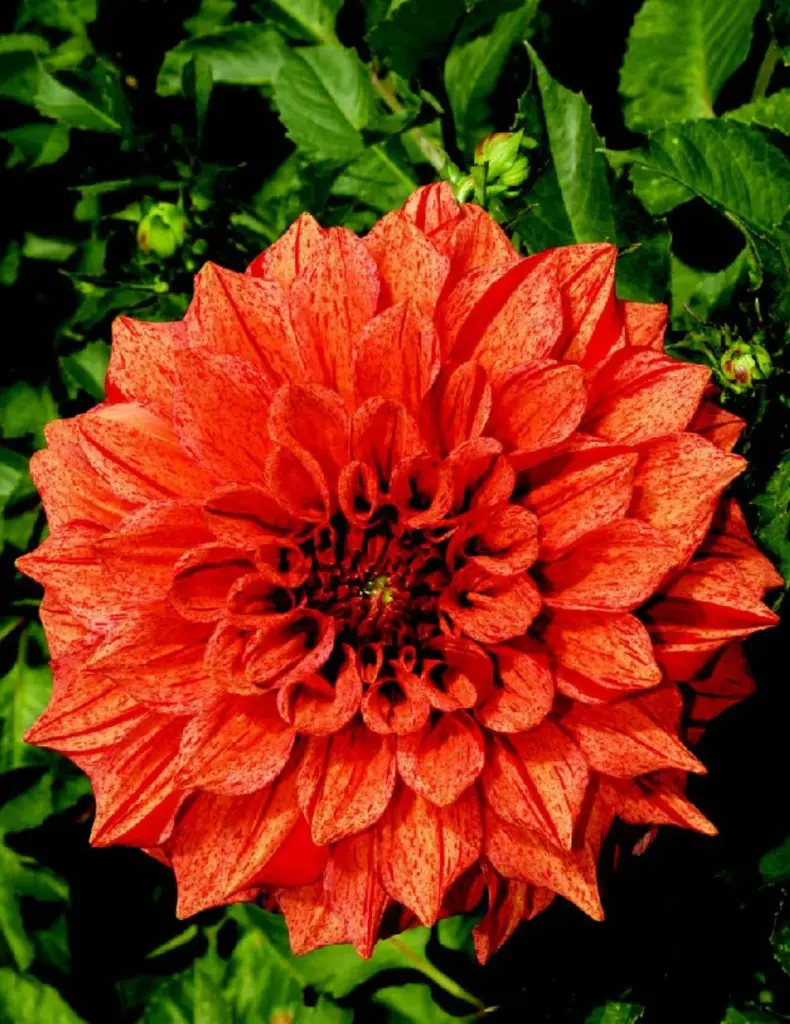Tiger Bey Dahlia Bulb