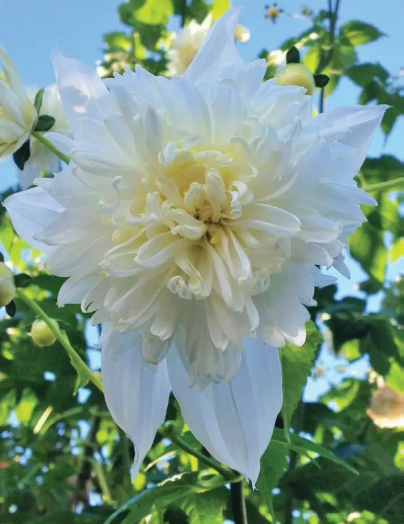 Tree Double White Dahlia Bulbs