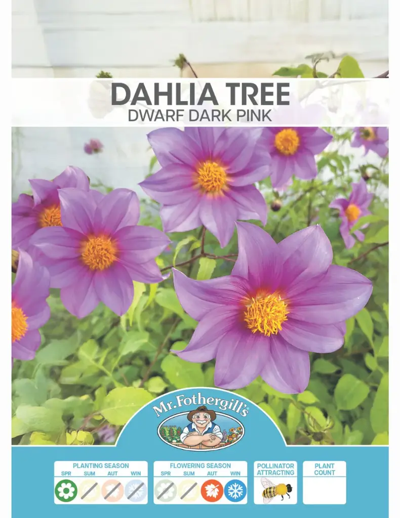 Tree Dark Pink Dwarf Dahlia Plant