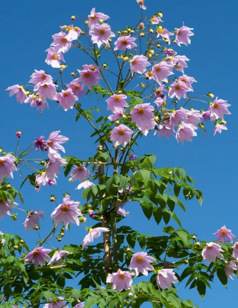 Tree Pink Dahlia Plant 