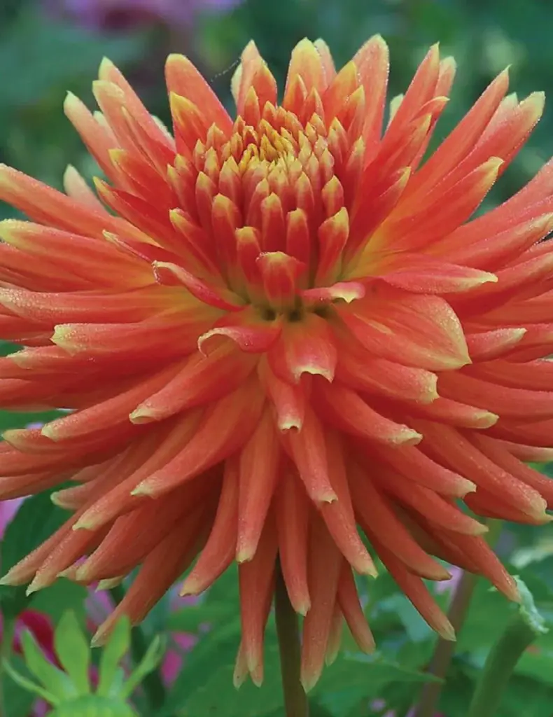 Tuscany Dahlia Bulbs