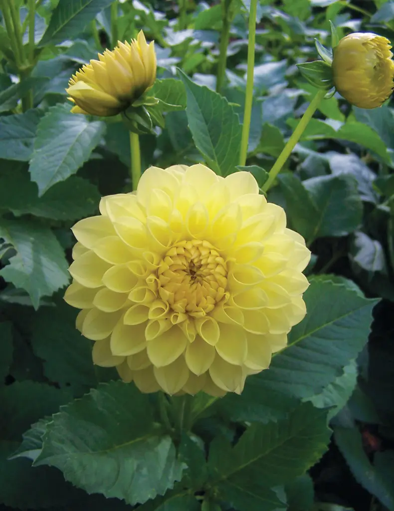 Yellow Show Dahlia Bulb