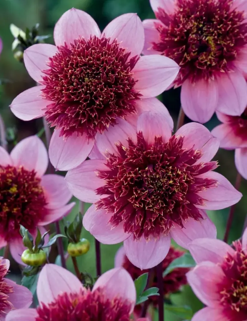 Purex Dahlia