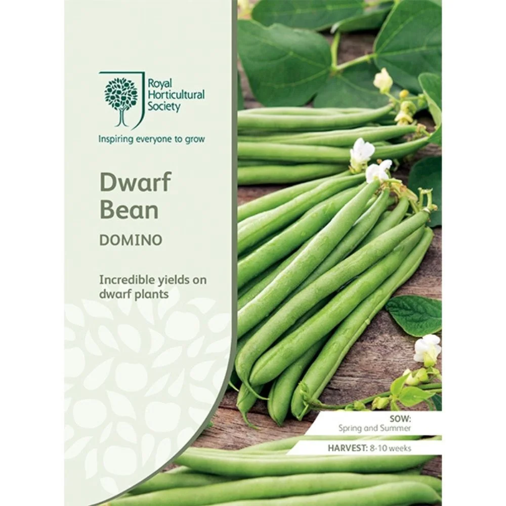 RHS Seeds - Dwarf Bean Domino